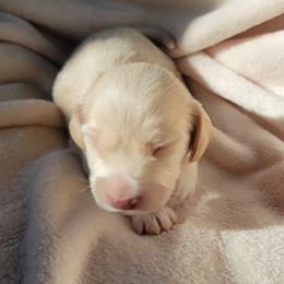Boy 3 - Cream male Dachshund puppy in San Diego, California from Sweetheart Doxies LLC