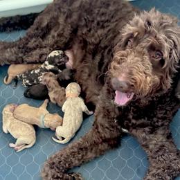 Eliza - Red  female Goldendoodle puppy in Tybee Island, Georgia from Castaway Doodles