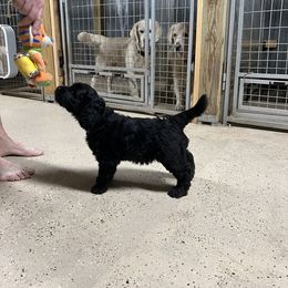 Goldendoodle, Golden Retriever, and Poodle Puppies from Angelic Goldens