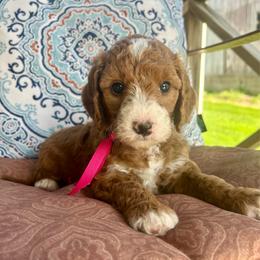 St. Joan - Red  female Goldendoodle puppy in Denison, Iowa from Violet View Iowa Goldendoodles