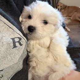 Coco - White female Coton de Tulear puppy in Warrenton, Virginia from Four Lochs LLC