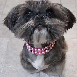 BONNIE - Blue and white female Shih Tzu puppy in Las Vegas, Nevada from Beirin Breige Shih Tzus