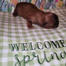 Boy 3 - Liver male Shih Tzu puppy in Wooster, Ohio from Mending Hearts Shih Tzu's