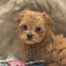Ruby - Red female Yorkipoo puppy in Oakland, Kentucky from Imperial Dogs