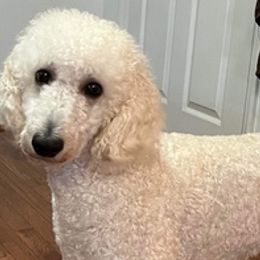 Poodles from Poodle Lovers