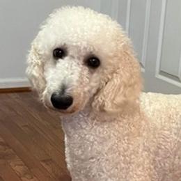 Poodles from Poodle Lovers