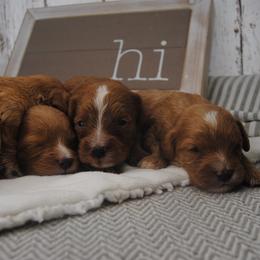 Cavapoo puppies from Dogwood & Sassafras Companions