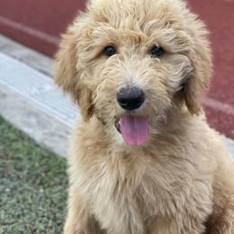 Australian Labradoodle, Bernedoodle, and Goldendoodle Puppies from Frosty & Ginger Co Home of Doodles