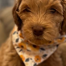Girl 5 - Caramel red Australian Labradoodle puppy in Lodi, California from These Charm's Doods