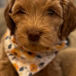 Girl 5 - Caramel red Australian Labradoodle puppy in Lodi, California from These Charm's Doods