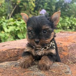 Boy 2 - Black and gold male Yorkshire Terrier puppy in Taylorsville, North Carolina from SilverLining highlands and hounds