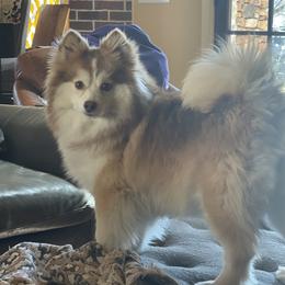 Athena - Pomsky