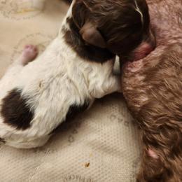 Goldendoodle and Poodle Puppies from Pristine Puppies and Signature Studs