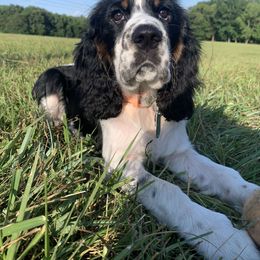English Springer Spaniel Puppies from Indian Creek Springers