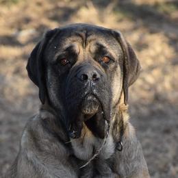 Knuckles - Mastiff