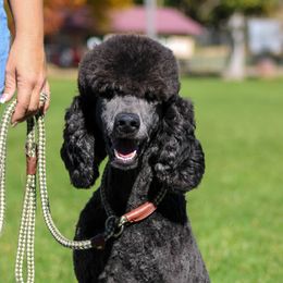 Missy - Poodle