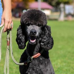 Missy - Poodle