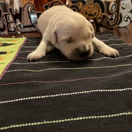 Golden Retriever Puppies from Tupelo Honey Farm's Golden Retrievers