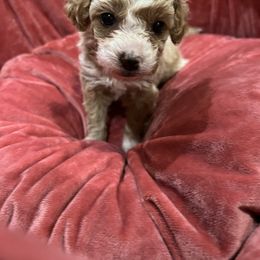 Maltipoo and Poodle Puppies from GG’s Maltipoos and Toy Poodles