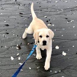 Labrador Retriever Puppies from Lorlyn Labradors