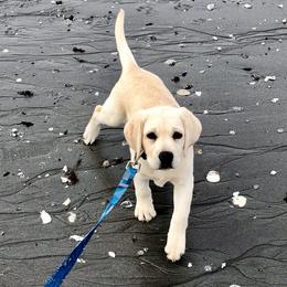 Labrador Retriever Puppies from Lorlyn Labradors