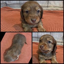 Chocolate - Chocolate male Dachshund puppy in Panama City Fl, Florida from Southern Bliss Doxies