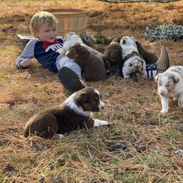 Australian Shepherd Puppies from Malin Family Aussies