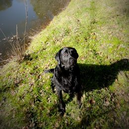 Willow - Labrador Retriever