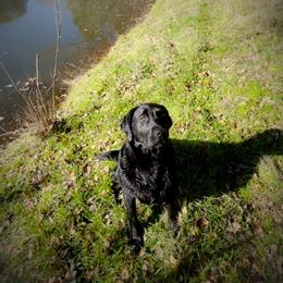 Willow - Labrador Retriever