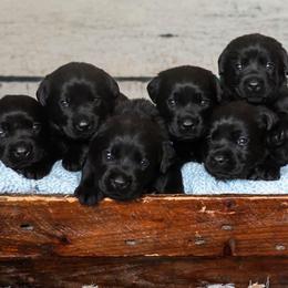 Puppy 1 - Black male Labrador Retriever puppy in Buffalo, New York from Dublin Rise