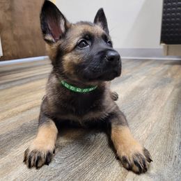 Valor - Sable male German Shepherd puppy in Winchester, Kentucky from Del Lago Canine Center