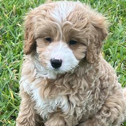 Bernedoodles, Cavapoos, and Goldendoodles from Florida Coast Doodles