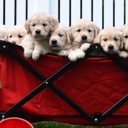 Golden Retrievers from Flickering Fire Goldens