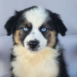 Stella Australian Shepherd - female Australian Shepherd puppy in Limestone, Tennessee from Pilot Hill Teddy Bear Puppies