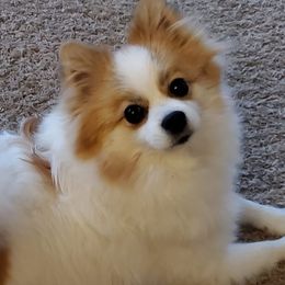 Pomeranians from Brenda's Pomeranians