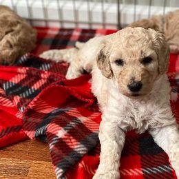 Goldendoodles from Southern Pups