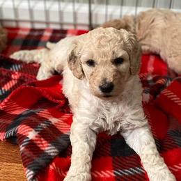 Goldendoodles from Southern Pups
