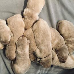 Male 3 - Light golden male Golden Retriever puppy in Rainier, Washington from Hanson’s NW Goldens & Doodles