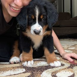 Sandra - Black rust and white female Bernese Mountain Dog puppy in Strasburg, Ohio from Lois Allison