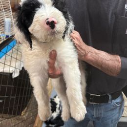 Picoso - Black and white Sheepadoodle puppy in Eleva, Wisconsin from Molly’s Doodles