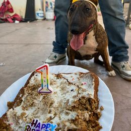 Bull Terrier and Pomeranian All Grown Up from Bossladykennels