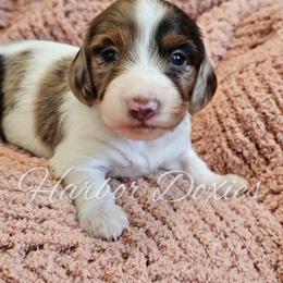 Doyle - Dapple male Dachshund puppy in Panama City, Florida from Harbor Doxies