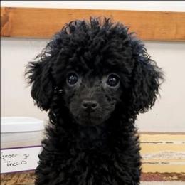 Mitchell - Black male Poodle puppy in Blanch, North Carolina from Faithful Hearts Kennel