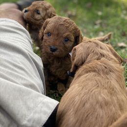 Cavapoo Puppies from Little Harbor Cavapoos