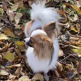 Mr. Bentley - Papillon