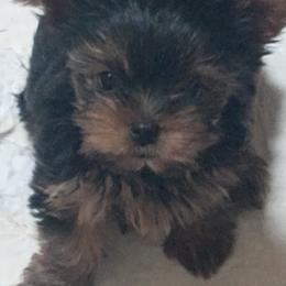 Pomeranian and Yorkshire Terrier Puppies from Pam Ackley