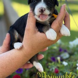 Periwinkle - female Australian Mountain Doodle puppy in Henry, Illinois from Rowe Farms Doodles