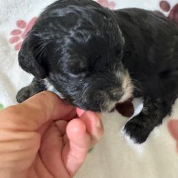 Boy 1 - Black male Havapoo puppy in Cedar Springs, Michigan from Pridespoodles