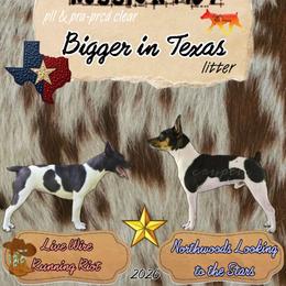 Rat Terrier puppies from Cryptic Rat Terriers