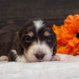 Bingo - Piebald male Dachshund puppy in Dothan, Alabama from Little House Pups